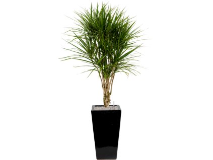 40941 1 dracaena marginata v obalu plain substrat vulkastrat prumer 33 cm