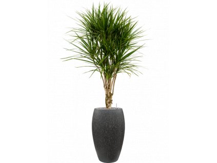 40947 1 dracaena marginata v obalu baq raindrop substrat vulkastrat prumer 37 cm