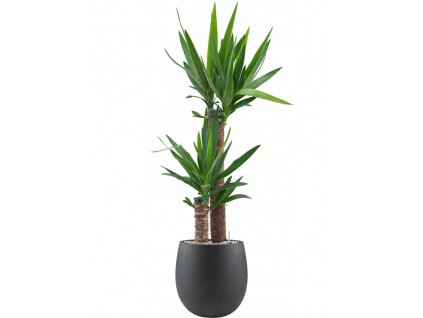 40950 1 yucca elephantipes v obalu grigio substrat vulkastrat prumer 30 cm