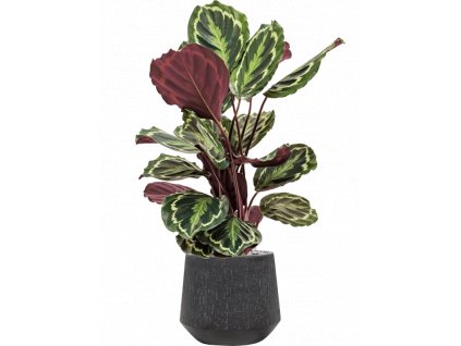 40968 1 calathea medallion v obalu baq raindrop substrat vulkastrat prumer 30 cm