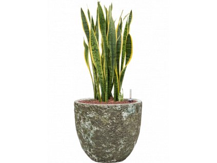 40986 1 sansevieria trifasciata laurentii v obalu baq lava hydroponie prumer 36 cm