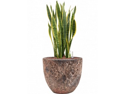 40992 1 sansevieria trifasciata laurentii v obalu baq lava hydroponie prumer 36 cm