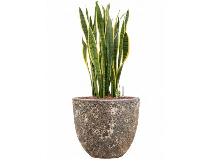 40995 1 sansevieria trifasciata laurentii v obalu baq lava hydroponie prumer 36 cm