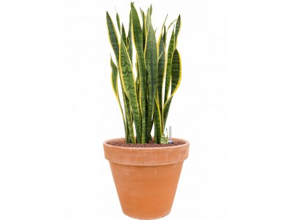 41001 1 sansevieria trifasciata laurentii v obalu terra cotta hydroponie prumer 35 cm