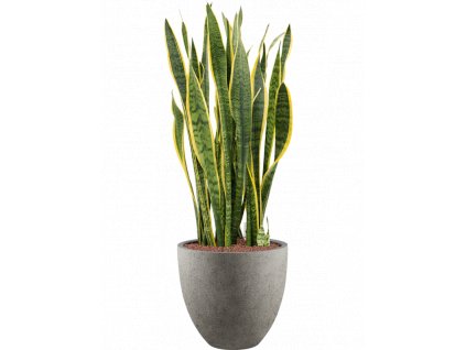 41004 1 sansevieria trifasciata laurentii v obalu grigio hydroponie prumer 40 cm