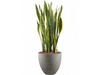 41007 1 sansevieria trifasciata laurentii v obalu grigio hydroponie prumer 40 cm