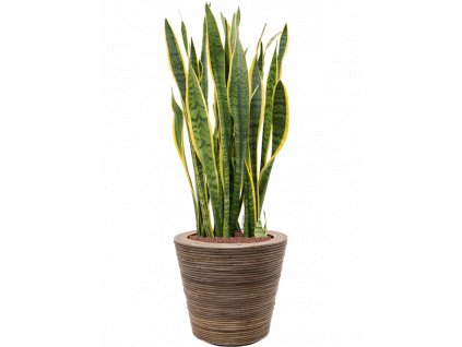 41010 1 sansevieria trifasciata laurentii v obalu drypot rattan stripe hydroponie prumer 38 cm