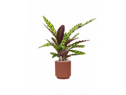 41025 1 calathea insignis v obalu capi nature groove special substrat vulkastrat prumer 23 cm