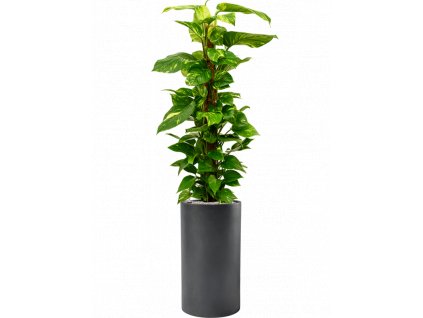 41028 1 scindapsus epipremnum aureum v obalu baq basic substrat vulkastrat prumer 30 cm