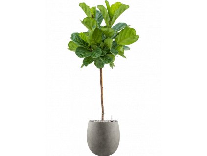 41043 1 ficus lyrata v obalu grigio substrat vulkastrat prumer 42 cm