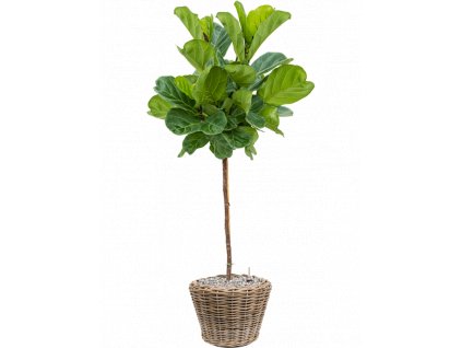 41046 1 ficus lyrata v obalu drypot rattan substrat vulkastrat prumer 43 cm