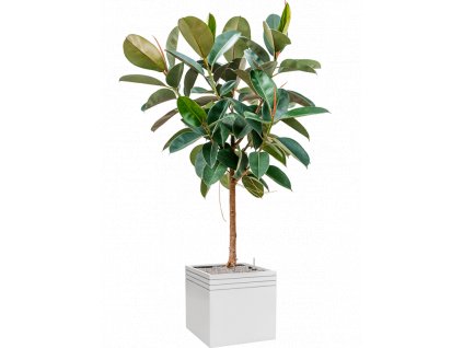 41061 1 ficus elastica robusta v obalu baq line up substrat vulkastrat prumer 48 cm