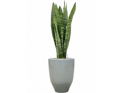 41088 1 sansevieria zeylanica v obalu one and only substrat vulkastrat prumer 25 cm