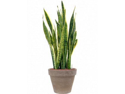 41121 1 sansevieria trifasciata laurentii v obalu terra cotta hydroponie prumer 40 cm