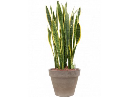 41127 1 sansevieria trifasciata laurentii v obalu terra cotta hydroponie prumer 40 cm