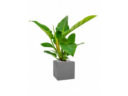 41199 1 philodendron imperial green v obalu natural substrat vulkastrat prumer 20 cm