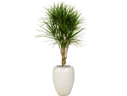 41256 1 dracaena marginata v obalu laos substrat vulkastrat prumer 44 cm