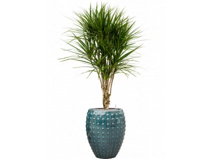 41259 1 dracaena marginata v obalu laos substrat vulkastrat prumer 44 cm