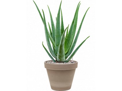 41277 1 aloe vera barbadensis v obalu terra cotta substrat vulkastrat prumer 24 cm