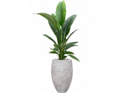 41307 1 spathiphyllum sensation v obalu capi nature rib nl substrat vulkastrat prumer 38 cm