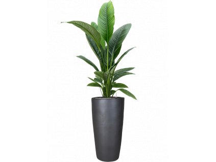 41316 1 spathiphyllum sensation v obalu plain substrat vulkastrat prumer 36 cm