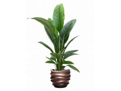 41340 1 spathiphyllum sensation v obalu baq gradient lee substrat vulkastrat prumer 41 cm