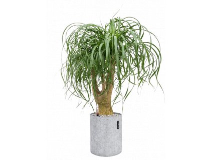 41352 1 beaucarnea recurvata v obalu lechuza trendcover 23 felt substrat vulkastrat prumer 32 cm