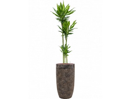 41364 1 dracaena fragrans cintho v obalu baq luxe lite universe layer hydroponie prumer 38 cm