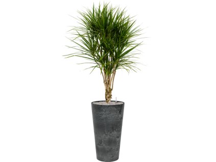 41379 1 dracaena marginata v obalu artstone substrat vulkastrat prumer 37 cm