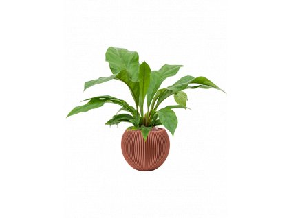 41382 1 anthurium jungle bush v obalu capi nature groove special hydroponie prumer 29 cm
