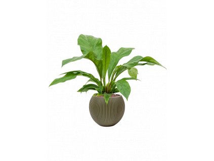 41385 1 anthurium jungle bush v obalu capi nature groove special hydroponie prumer 29 cm