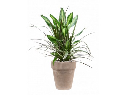 41388 1 dracaena combo v obalu terra cotta substrat vulkastrat prumer 26 cm