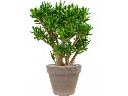 41397 1 crassula ovata gollum v obalu terra cotta substrat vulkastrat prumer 40 cm