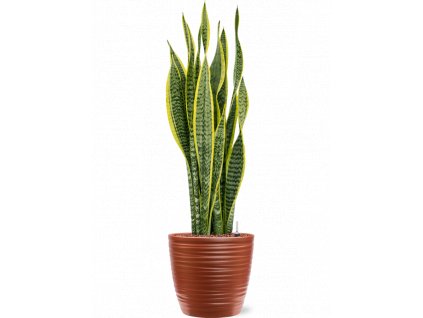 41403 1 sansevieria trifasciata laurentii v obalu groove hydroponie prumer 22 cm