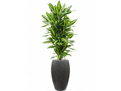 41415 1 dracaena fragrans cintho v obalu baq raindrop substrat vulkastrat prumer 37 cm