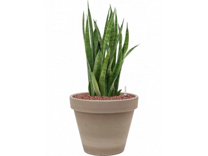 41514 1 sansevieria kirkii v obalu terra cotta hydroponie prumer 24 cm