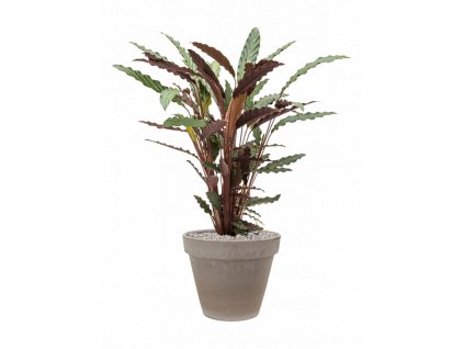 41526 1 calathea rufibarba wavestar v obalu terra cotta substrat vulkastrat prumer 35 cm