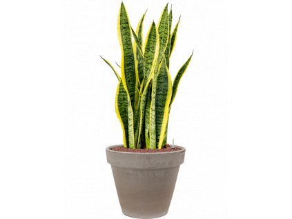 41532 1 sansevieria trifasciata laurentii v obalu terra cotta hydroponie prumer 35 cm