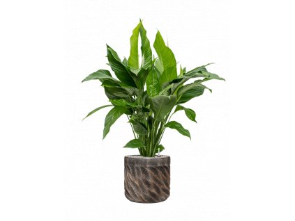 41586 1 spathiphyllum sweet lauretta v obalu baq luxe lite wave substrat vulkastrat prumer 33 cm