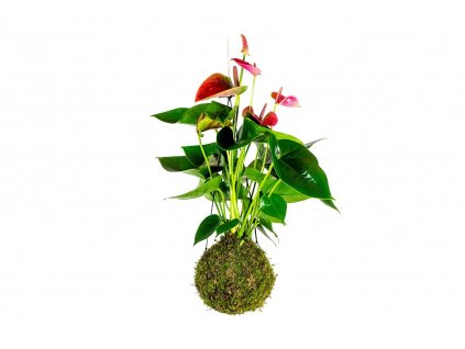 Kokedama Anthurium červená (L)  Anturie, toulitka, prasečí ocásek