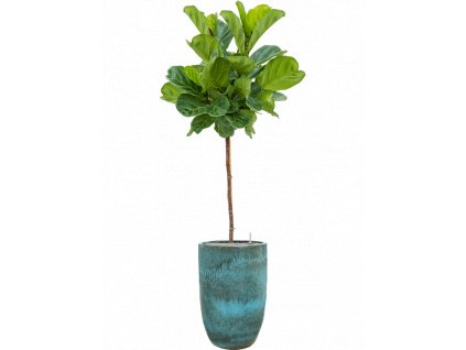 41607 1 ficus lyrata v obalu pure substrat vulkastrat prumer 41 cm