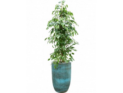 41616 1 ficus benjamina exotica v obalu pure substrat vulkastrat prumer 41 cm