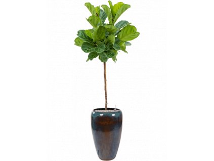 41619 1 ficus lyrata v obalu mystic substrat vulkastrat prumer 43 cm