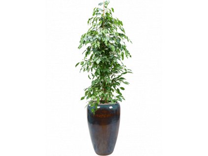 41625 1 ficus benjamina exotica v obalu mystic substrat vulkastrat prumer 43 cm