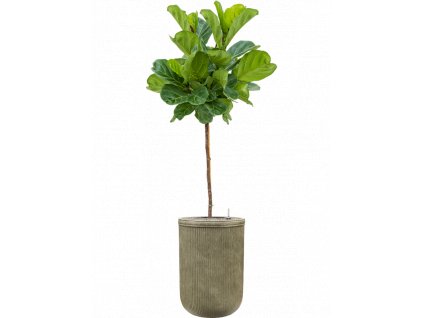 41652 1 ficus lyrata v obalu baq vertical rib substrat vulkastrat prumer 45 cm