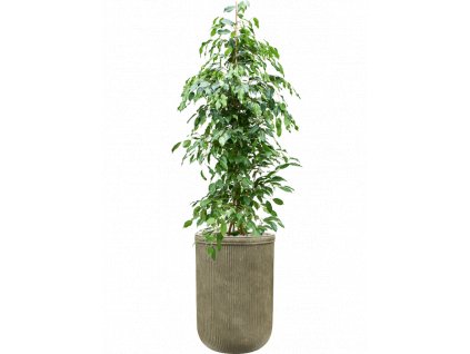 41661 1 ficus benjamina exotica v obalu baq vertical rib substrat vulkastrat prumer 45 cm