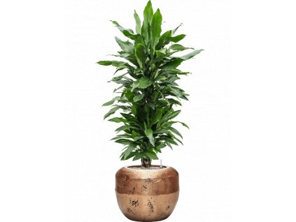 41715 1 dracaena fragrans janet lind v obalu baq opus raw substrat vulkastrat prumer 50 cm