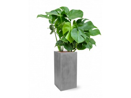 41784 1 monstera deliciosa v obalu fiberstone hydroponie prumer 30 cm