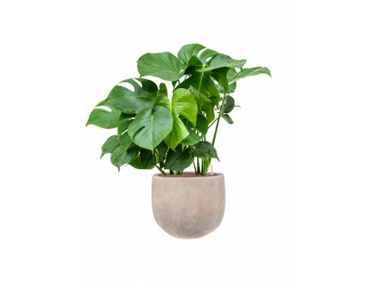 41787 1 monstera deliciosa v obalu terra cotta omar hydroponie prumer 38 cm