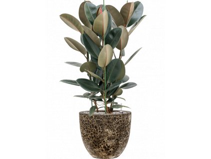 41826 1 ficus elastica abidjan v obalu baq lava substrat vulkastrat prumer 36 cm